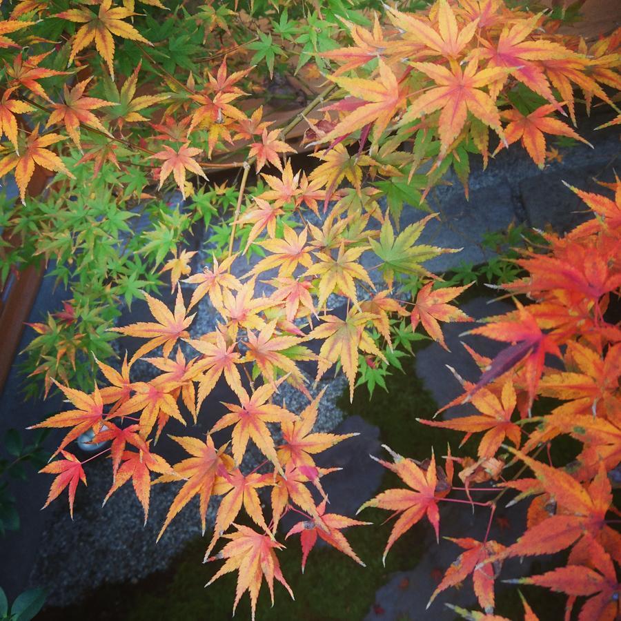 Yunokian Villa Kyoto Exterior photo